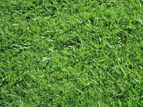 Bermuda Grass Control